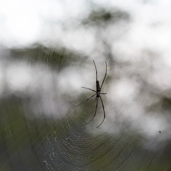 Spider Zblízka Pohled — Stock fotografie