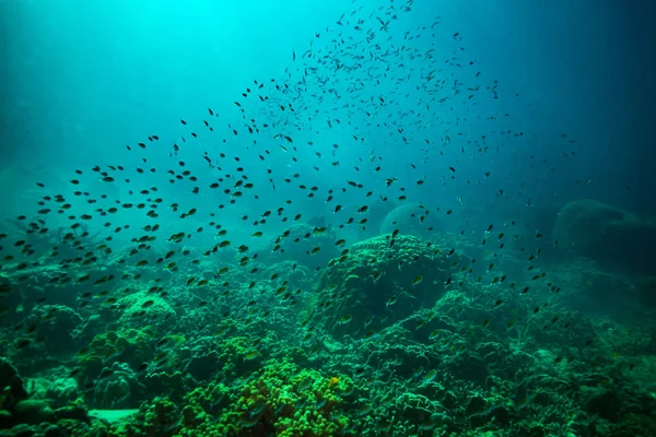 コット タオ島 タイの近くの美しい魚の水中ビュー — ストック写真