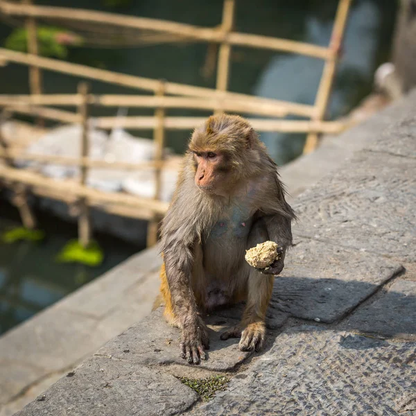 Monkey in a temple in Kathmandu