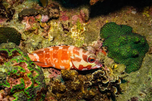 Malabar Orfoz Koh Tao Island Tayland Yakınındaki Sualtı Görünümünü — Stok fotoğraf