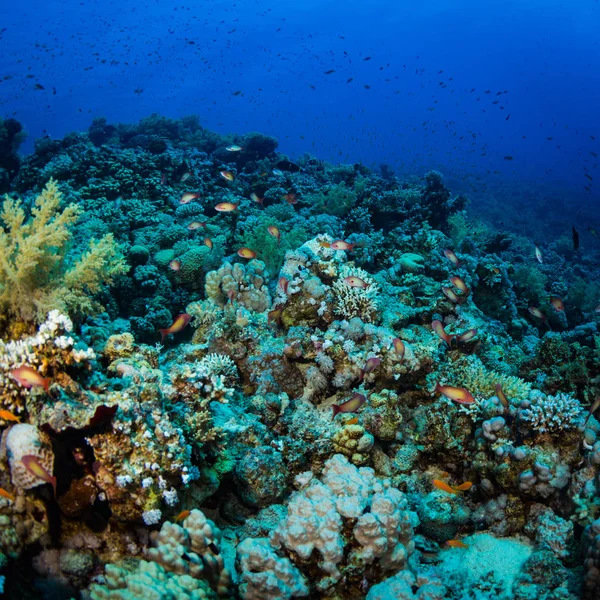 Prachtige Koraal Tuin Rode Zee Sharm Sheikh Egypte — Stockfoto