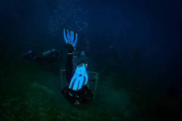 Diver Reaf Röda Havet — Stockfoto