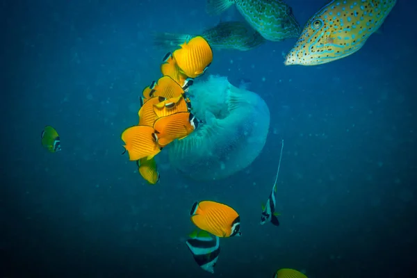 Medúzy Korálový Útes Koh Tao Thajsko — Stock fotografie