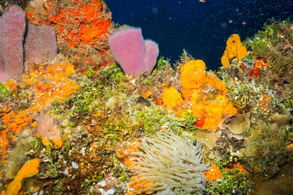 Okyanus Flora Fauna Bali Endonezya Sualtı Çekimi — Stok fotoğraf