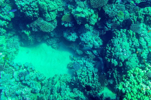Undervattensvy Vacker Transparent Havet Sharm Sheikh Egypten — Stockfoto