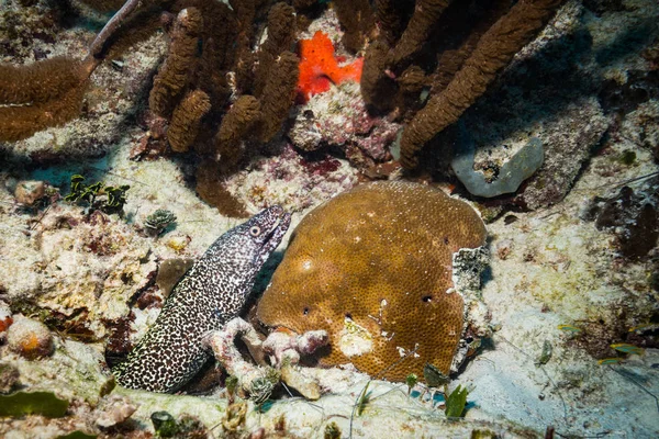 Filmagem Subaquática Flora Fauna Oceânica Bali Indonésia — Fotografia de Stock