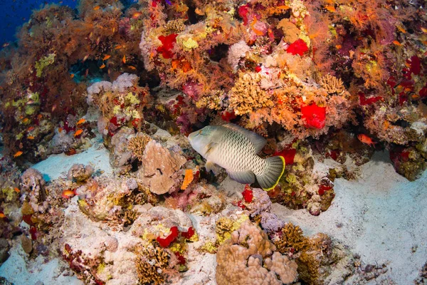 Grouper Reef Red Sea Egypt — Stock Photo, Image