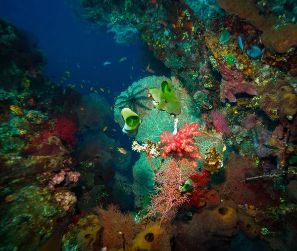 Coral Garden Bali Indonezja — Zdjęcie stockowe