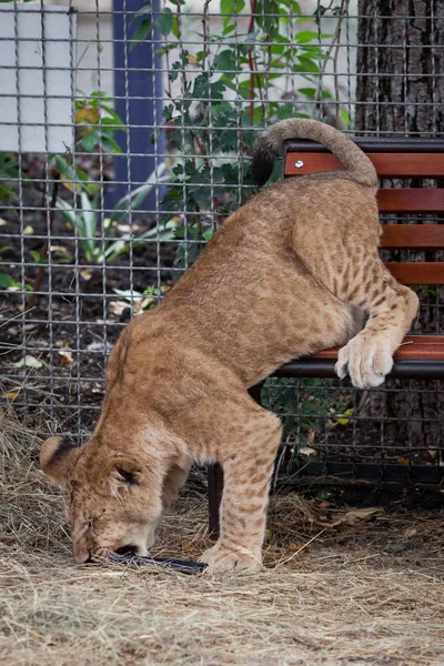 Ein Junges Lustiges Löwenspiel — Stockfoto