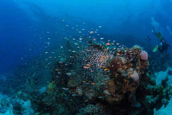 Підводний Постріл Морська Підлога — стокове фото