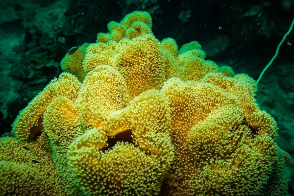 Koh Tao Island, Tayland yakınındaki güzel mercan