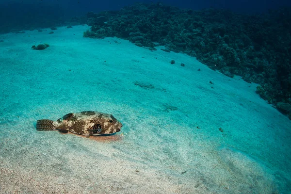 Spotfin Burrfish Vackra Korallrev Röda Havet — Stockfoto