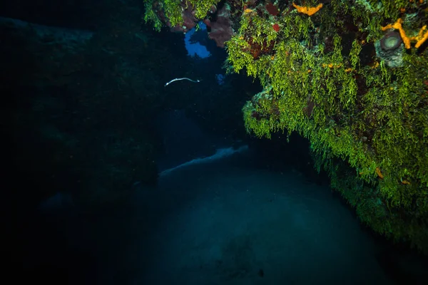 Підводний Чаруючим Кораловий Риф Острові Cozumel — стокове фото