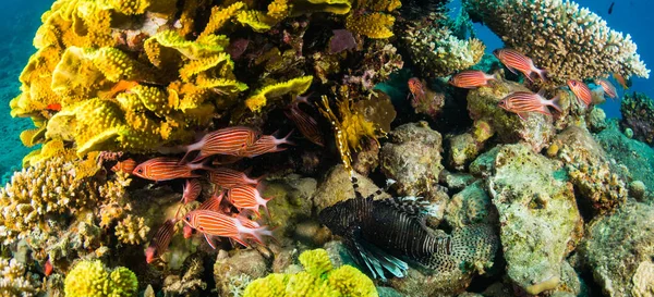 Hermosos Peces Tropicales Fondo Del Arrecife Coral Mar Rojo Sharm — Foto de Stock
