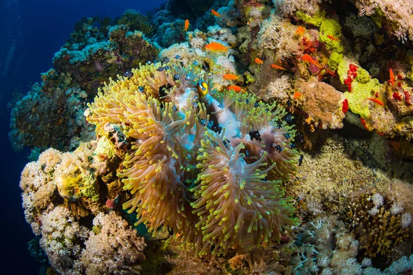Piękny Podwodne Widoki Anemonefish Rafa Koralowa Morzu Czerwonym — Zdjęcie stockowe