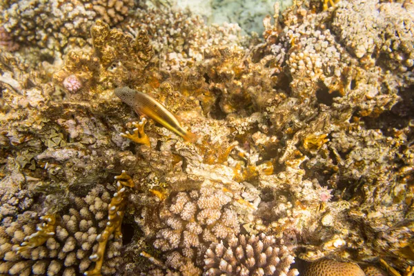 Vista Subacquea Della Bellissima Barriera Corallina Nel Mar Rosso Sharm — Foto Stock