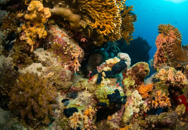 Море Коралловом Рифе Красном Море Шарм Эль Шейх Египет — стоковое фото