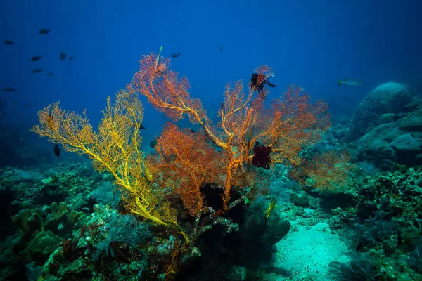 Jardín Coral Bali Países Bajos — Foto de Stock