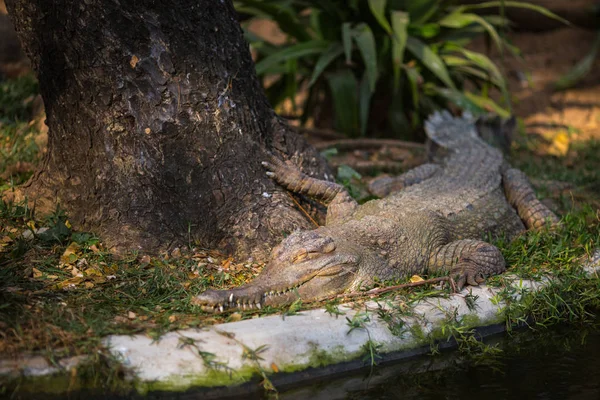 Krokodil Indianerreservat — Stockfoto
