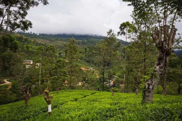 Bella Piantagione Verde Sri Lanka — Foto Stock