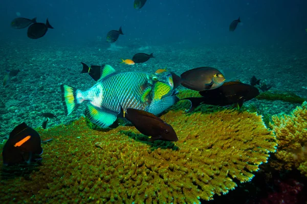 コモド リーフ タイでのトリガーの魚 — ストック写真