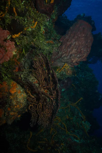 Underwater Shoot Ocean Flora Fauna Bali Indonesia — Stock Photo, Image