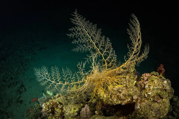 산호초의 — 스톡 사진