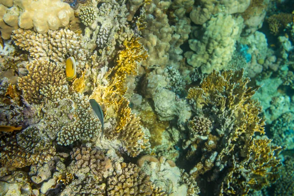 Vista Subaquática Belo Recife Coral Mar Vermelho Sharm Sheikh Egito — Fotografia de Stock