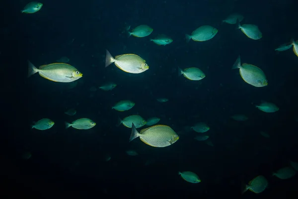 泰国科特岛附近美丽鱼类的水下景观 — 图库照片