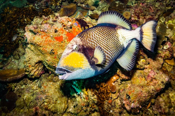 Hermosa Gran Triggerfish Cerca Isla Koh Tao Tailandia — Foto de Stock