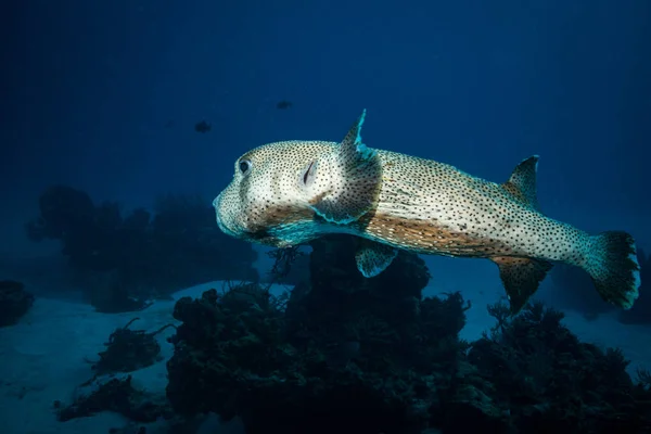 Cozumel Adası Yakınlarında Güzel Mercan Resif Balık Sualtı Görünümü — Stok fotoğraf