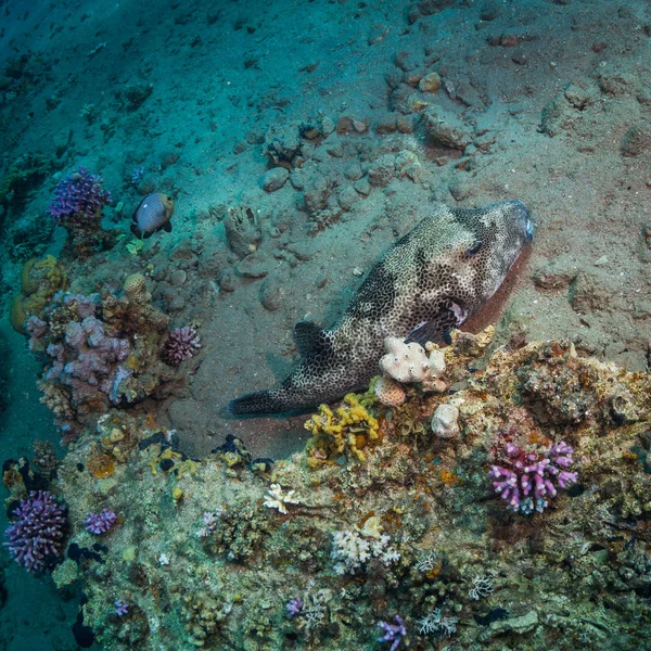 Vackra Tropiska Fiskar Bakgrund Korallrev Röda Havet Sharm Sheikh Egypten — Stockfoto