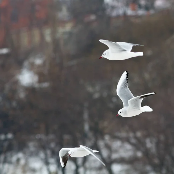 Látnivalók Helyek Végigutazással Odessa Ukrajna — Stock Fotó