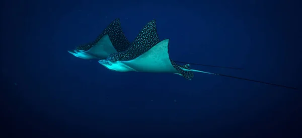 Spotted eagle rays on coral reef of island Cozumel