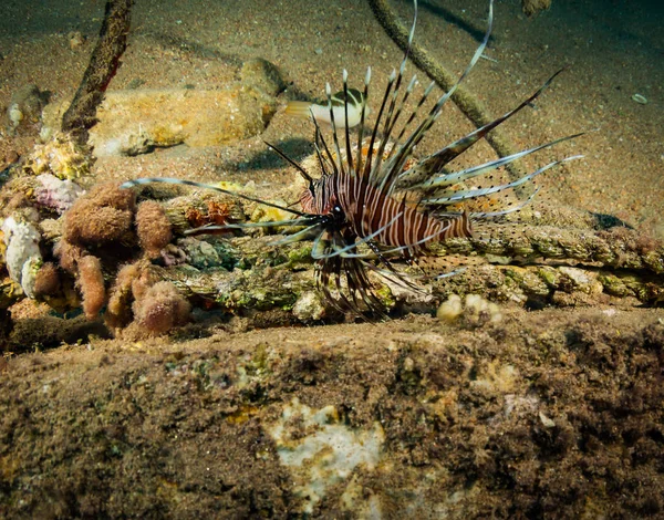 Pez León Sobre Fondo Del Arrecife Coral —  Fotos de Stock