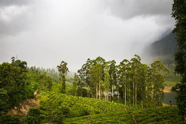 Hermosa Plantación Verde Sri Lanka —  Fotos de Stock