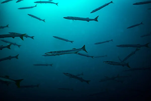 underwater view of barracudas in dark water near Koh Tao, thailand