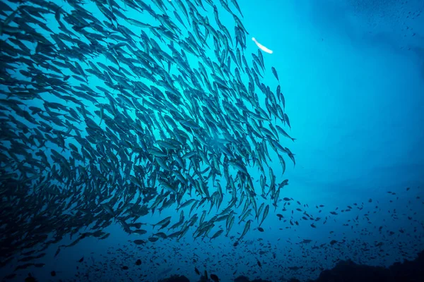 Fische Der Nähe Der Insel Koh Tao Thailand — Stockfoto