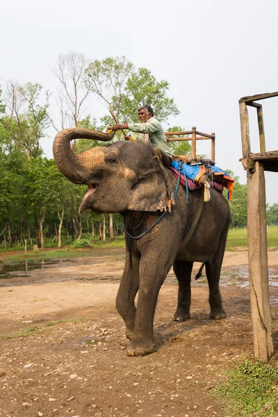Chitwan Nepál Březen Sloní Safari 2015 Chitwan Nepál Elephant Ride — Stock fotografie