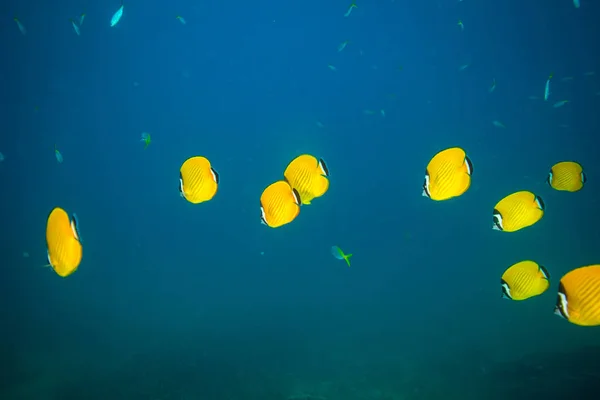 Beautiful Butterflyfishes Reef Kot Tao Island Thailand — Stock Photo, Image