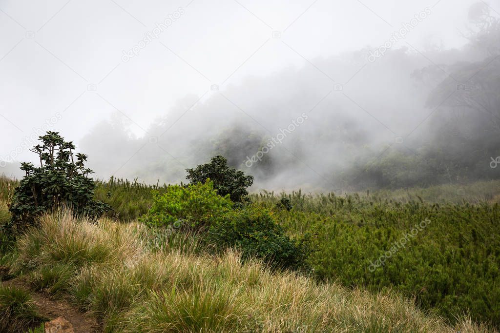 Panorama of plateau of Horton, Sri Lanka