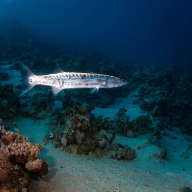 Tek barracuda üzerinde resif Red Sea, Mısır