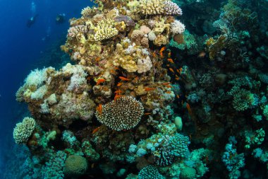 Sualtı atışı ve deniz zemini