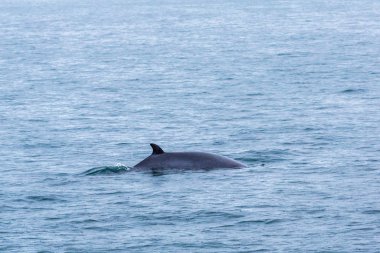 deniz manzarası ve hayvanların gündüz görünümü 