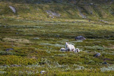 Norveç milli parkta Jotunheimen koyun