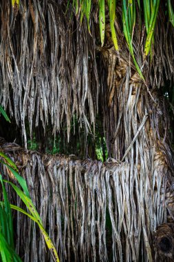 Maldivler Adaları tatil sırasında gevşeme