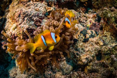 Tehlikede güzel sualtı manzara Red Sea'deki/daki mercan resif üzerinde