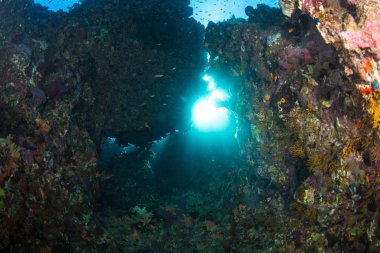 Kızıldeniz, Sharm El Sheikh, Mısır'daki güzel mercan Bahçe