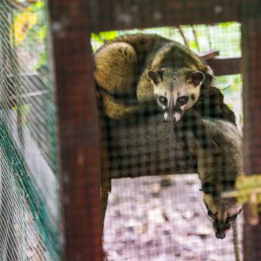 gündüz hayvanat bahçesinde lemur