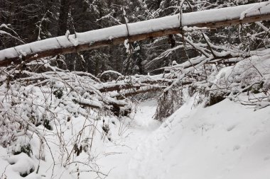 Turistik Yerler ve yerlere seyahat, Carpathian Mountains, Ukrayna